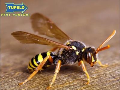 Tupelo Pest Control Helps Local Businesses Stay Pest-Free and Thrive in Guntown