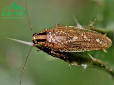 Summit Pest Solutions: Safeguarding Piedmont's Future with Professional and Sustainable Pest Control