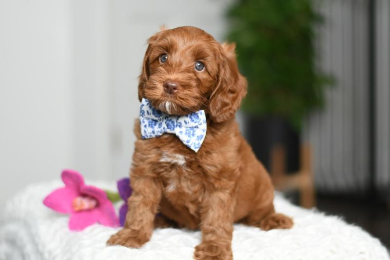 Australian Labradoodles: The Therapy Dogs That Bring Comfort, Connection, and Calm