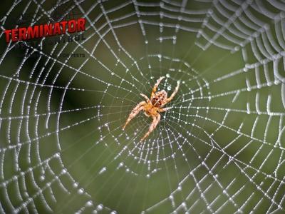 Eco-Friendly and Effective: Terminator Pest Control Sets the Standard for Sustainable Pest Management in Fitchburg