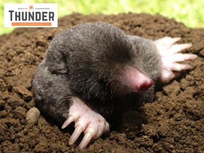 Protecting the Neighbors: Thunder Pest Control Launches Community Pest Safety Initiative in Norman
