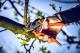 Guide: Why Anvil Pruners Are a Good Choice for Cutting Thick Wood