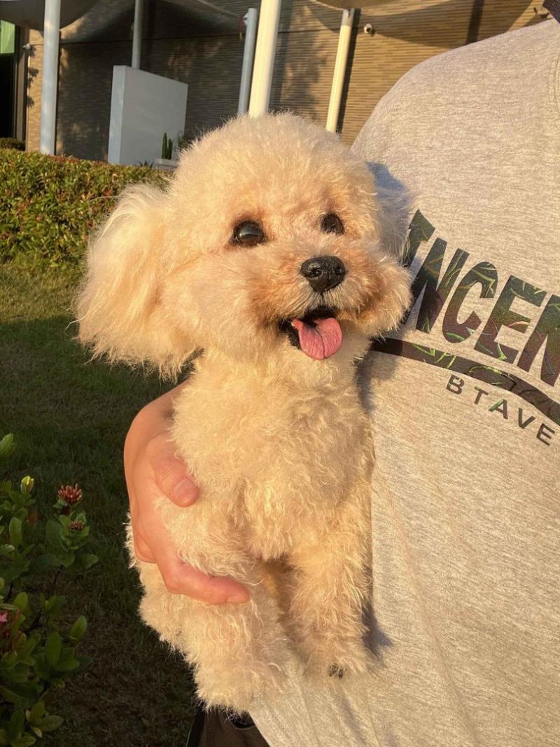 PetDecorArt Expands Global Mission to Turn Pet Memories into Real-World Rescue Aid