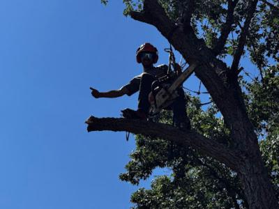 Hawk Tree Service Delivers Competitive, High-Quality Tree Care