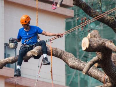Menomonee Falls Homeowners Rely on Tree and Snow Removal