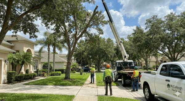 McCullough Tree Service Delivers Expert Tree Removal Service