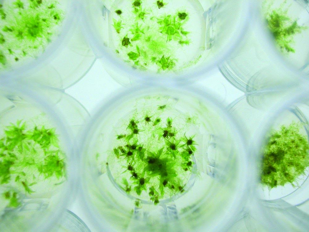 greenovation increases investment in GMP-compliant process development for production of therapeutic proteins