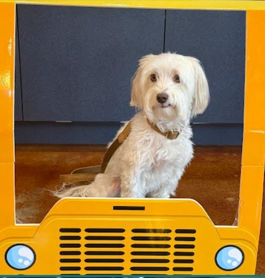 dog grooming - Country Creek Animal Hospital