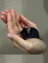 In safe hands: a new animal model demonstrates that "learned safety" can have an anti-depressive effect