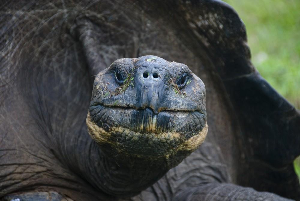 Giant Tortoise at the Galapagos Island Santa Cruz. Photo: Oliver Schwartz / Turtle-Photo. www.galapagos-explorer.net