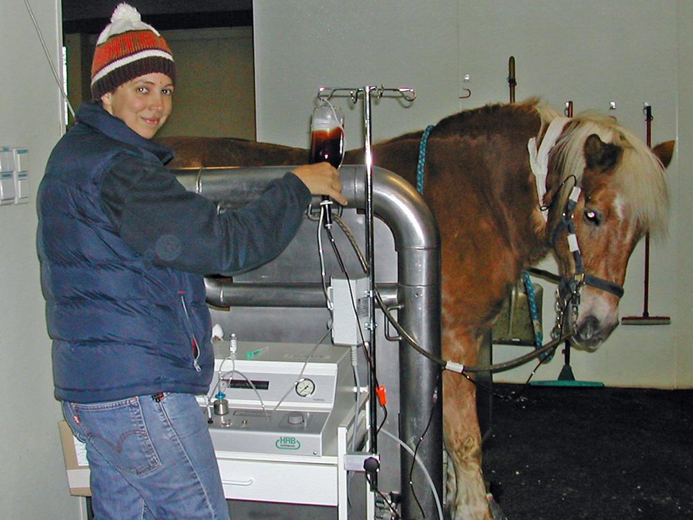 Making use of natural supportive measures for traditional treatment in veterinary medicine